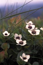 Blomster