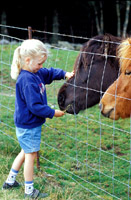 Jente, hester