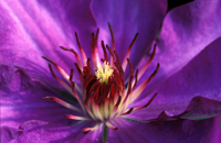 Bl Clematis