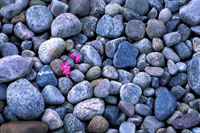 Stenblomst