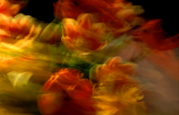 Blomster i bevegelse