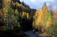 Hsttur i skogen
