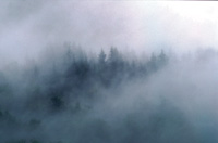 Tke i skogen