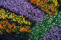Blomsterbed