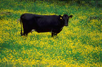 Ku i blomstereng
