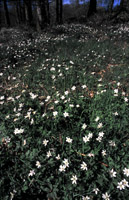 Hvitveis