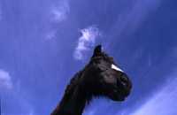 Hest