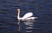 Svane