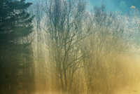 Morgentke i skogen