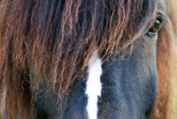Hest