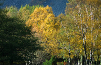 Hst