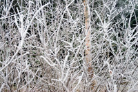Nattefrost