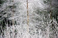 Nattefrost