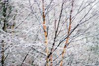 Nattefrost