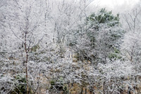 Nattefrost