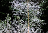 Nattefrost