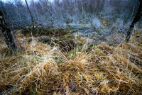 Nattefrost