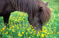 Hest