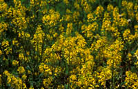 Sommer, blomster