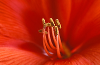 Blomst