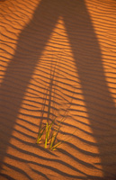Sand, skygger