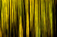 Skog