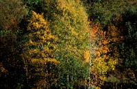 Hst i skogen