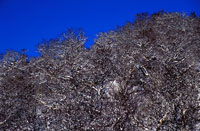 Vinterskog