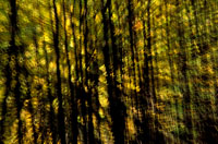 Mnster i skogen