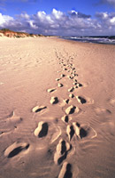 Fotspor, Orrestranden
