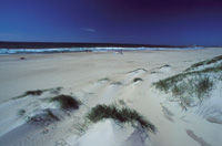 Borestranden