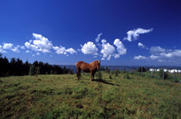 Hest, Tysvr kommune