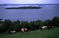 Utsikt fra Heia, Strand kommune