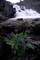 Jrpelandsfossen, Strand kommune