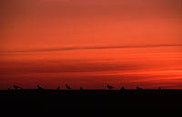 Tjeld i solnedgang ved lberg